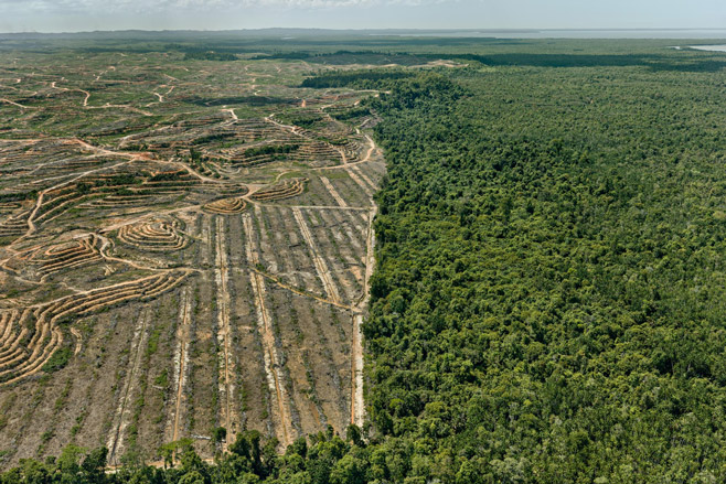 E.Burtynsky, Disboscamento n.1, Piantagione di Palme da Olio, Borneo, Malesia, 2016